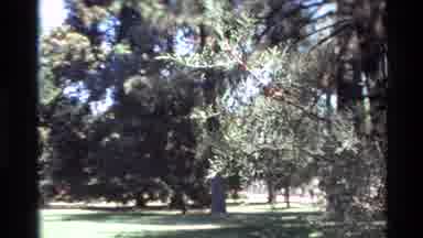 Big Sur California USA (1980): Tall Trees Surrounding A Small Field Recorded With