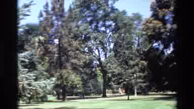 Big Sur California USA (1980): An Orchard With Lot Of Plants And Trees Edging A