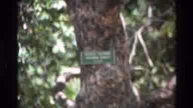 Big Sur California USA (1980): Old Tree With Label
