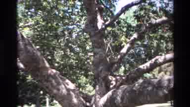 Big Sur California USA (1980): Huge Trees And Branches Wow