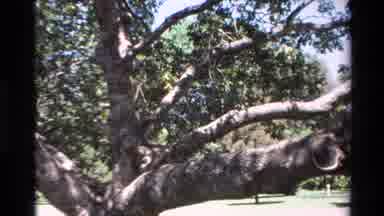 Big Sur California USA (1980): Large Tree With Big Trunk And Leaves Providing