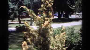 Big Sur California USA (1980): Tree With Yellow Blooming Flowers On A Bright Sunny