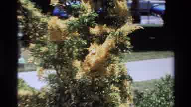 Big Sur California USA (1980): Camera Zooms In On A Plant The Resembles A Type Of