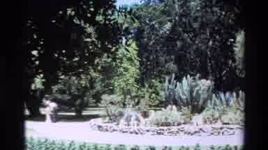 Big Sur California USA (1980): Camera Pans Right At Trees And Pushes In Some Kind