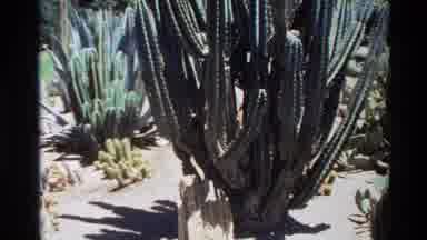 Big Sur California USA (1980): Garden With Lot Of Cactus Plants Standing In The