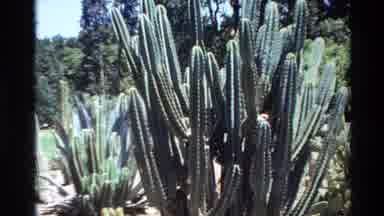 Big Sur California USA (1980): Beautiful Big Green Cactus Plants On A Bright Sunny