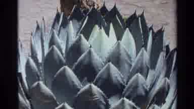 Big Sur California USA (1980): Zooming Video Towards A Cactus Looking Plant Under