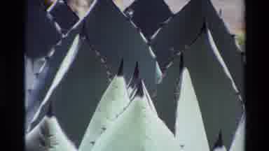 Big Sur California USA (1980): Cactus Plantation With Leaves Full Of Very Sharp