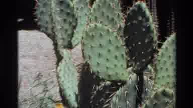 Big Sur California USA (1980): Closeup Of The Spines And Leaves On Two Different
