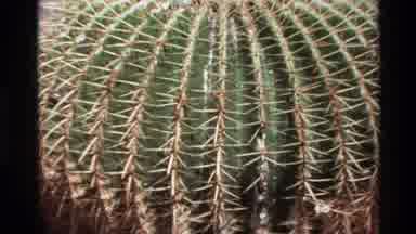 Big Sur California USA (1980): Large Round Cactus And A Cactus With Different