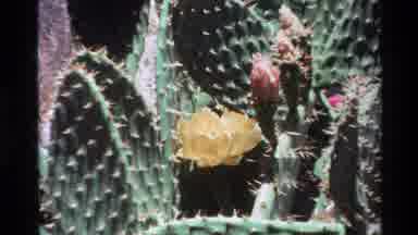 Big Sur California USA (1980): There Is A Bird On The Tree