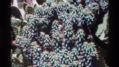 BIG SUR CALIFORNIA USA-1980: Cactus Plantation With Many Thorns And Many Plants