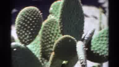 Big Sur California USA (1980): Cactus And Other Plants On A Sunny Day