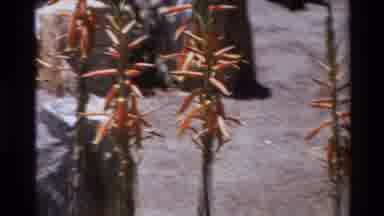 Big Sur California USA (1980): Shaky Footage Of Various Cacti Plants