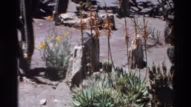 Big Sur California USA (1980): Different Flowers And Cacti Growing In The Desert