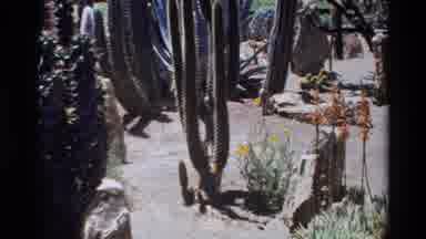 Big Sur California USA (1980): Desert Cactus Garden With Multiple Varieties Shows