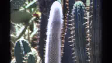 Big Sur California USA (1980): The White Succulent