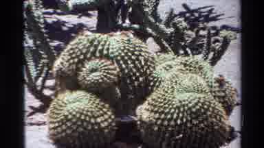 Big Sur California USA (1980): Round Sphere Skinny Long Cactus Spine Covered Sand