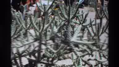 Big Sur California USA (1980): Many Small And Multi-Stemmed Cactus Dot A Sunny
