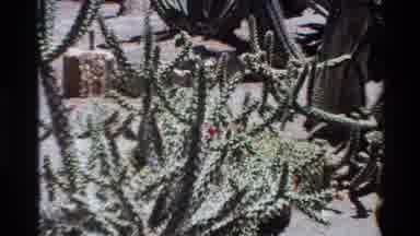 Big Sur California USA (1980): Camera Panning Towards Large Spiky Cacti With Pink