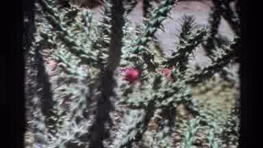 Big Sur California USA (1980): Various Types Of Cacti That Includes Blooming Cacti