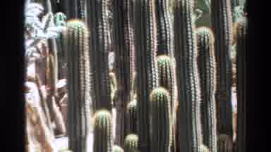 Big Sur California USA (1980): Camera Pans Downwards To Show Cactus Plant Height