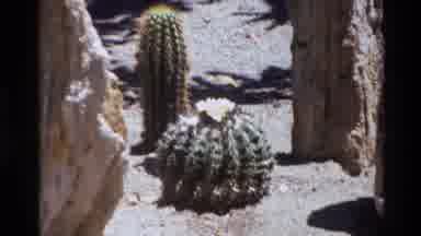 Big Sur California USA (1980): Three Various Sized Cacti Swaying Gently In A Light