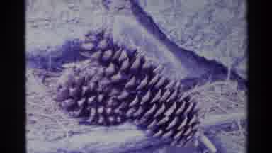 Big Sur California USA (1980): 3 Pine Cones Of Various Sizes Laying In A Tree