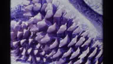 Big Sur California USA (1980): Close Up Of Cut Off Stalks