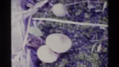 Big Sur California USA (1980): Footage Of Mushrooms Near Fallen Tree As Well As A