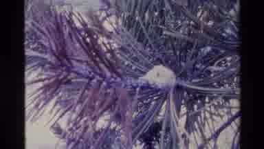 Big Sur California USA (1980): White Object On Pine Tree Branch In Daylight