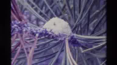 Big Sur California USA (1980): Mountain Wrapped With Green Pine Trees And Grass