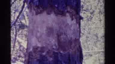 Big Sur California USA (1980): There Is A Tree With Some Of Its Bark Missing