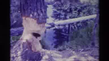 Big Sur California USA (1980): Forest Wetland Or Woodland Area Of Broken Leaning