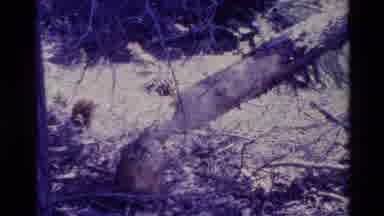 Big Sur California USA (1980): Large Tree Chopped By Man Or Animal Prairie Land