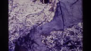 Big Sur California USA (1980): Red Plant Or Tree Growing A Dry Nature Environment