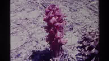 Big Sur California USA (1980): Wide Angle View Then Closer View And Close Up A