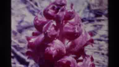 BIG SUR CALIFORNIA USA-1980: Close-Up Of Unique Red Flower Cluster