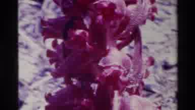 Big Sur California USA (1980): Nature Scenery Of An Exotic Purple Plant Or Flower