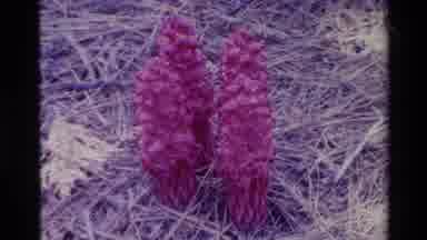BIG SUR CALIFORNIA USA-1980: Pink Flowers In A Stick Filled Field Cool Crisp