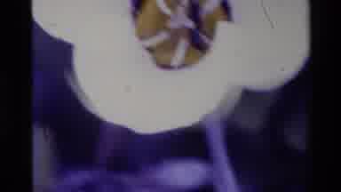 Big Sur California USA (1980): Every Flower Is A Soul Blossoming In Nature And It