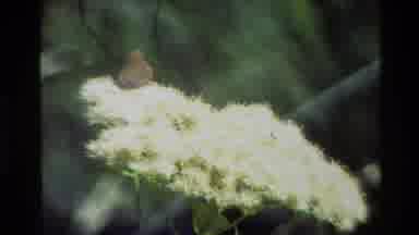 Grand Teton Wyoming USA (1980): Field Of Wildflowers Then Camera Zooms In To Of