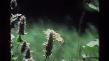Grand Teton Wyoming USA (1980): Yellow Butterfly Landing On A Flower That Is Known