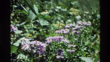 Grand Teton Wyoming USA (1980): Dense Area With Flowers And Grass Blowing In The