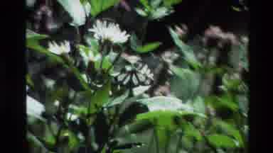 Grand Teton Wyoming USA (1980): An Old A Clear And Black Butterfly On A Flower