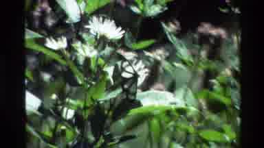 Grand Teton Wyoming USA (1980): Butterfly Are On The Flower And Leaf