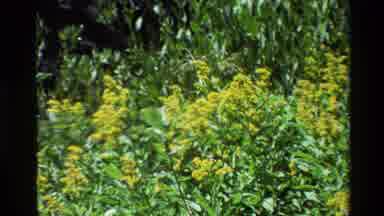 Grand Teton Wyoming USA (1980): Footage Of What Appears To Be Small Birds Playing