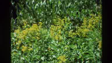 Grand Teton Wyoming USA (1980): Footage Of Red Wild Flowers Followed By Footage Of