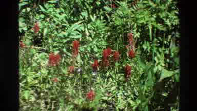 Grand Teton Wyoming USA (1980): Red Tropical Flowers In A Dark Green Garden With