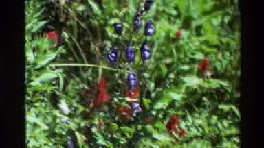 Grand Teton Wyoming USA (1980): Flowers In A Jungle